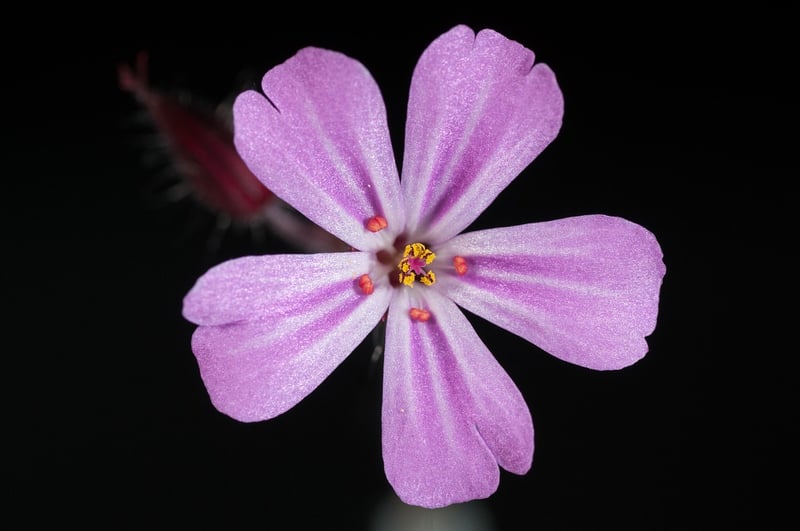 Flowering Plants