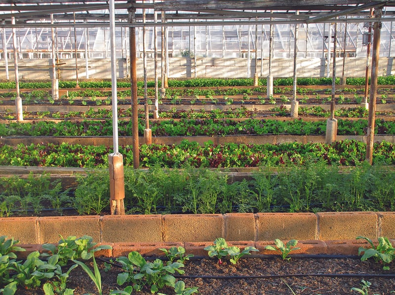 Rooftop farming